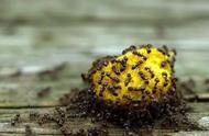 石榴树老桩有洞有蚂蚁怎么办（石榴树刚发芽有蚂蚁如何处理）