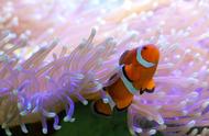 海底漂亮的珊瑚礁（美丽的海底世界珊瑚礁）