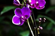 20朵粉色蝴蝶兰的花语和寓意（粉色蝴蝶兰的花语和寓意）