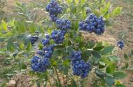 北方庭院最佳树木蓝莓（适合北方院子的盆栽蓝莓）