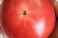露地西红柿种植的几个最佳时间（西红柿种植时间及方法）