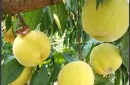 最好的桃树品种及特点（最近几年最好的桃树品种）