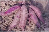 紫薯种植亩产多少斤（紫薯的产量与种植技术）