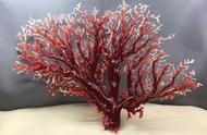如何快速辨别红珊瑚（红珊瑚一克多少人民币）