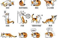 猫的肢体语言介绍（如何看懂猫肢体语言）