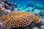 珊瑚和珊瑚虫的相关资料（珊瑚和珊瑚虫是生物吗说说理由）