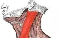 胸锁乳突肌位置示意图（胸锁乳突肌前后缘位置示意图）