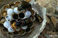 网上养蜂蜂巢是大的吗（养蜂的蜂巢能吃吗）