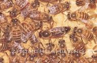 中蜂高效养殖技术宝典（中蜂养殖技术标准）