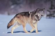 狼和狗有生殖隔离（狼和狗能繁衍下一代吗）