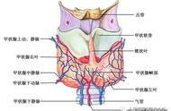 甲状软骨图片（甲状软骨位置图）