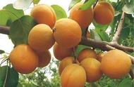 杏子的种子育苗方法（杏子种子怎么种步骤）