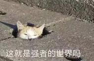 猫闻完东西后张嘴（为什么猫一直闻然后张嘴）