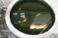 清水绿苔鱼缸养殖方法（鱼缸绿苔生长最快的方法）