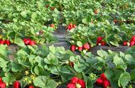 春天露地草莓种植方法（露地草莓的种植和管理方法）