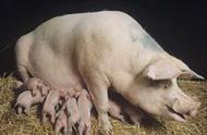 农村母猪产后护理的正确步骤（母猪产后护理都要注意哪些细节）