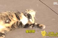 猫吃黄鳝吗（猫能不能吃黄鳝）