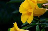 黄蝉花的种植方法和注意事项（黄蝉花的养殖方法与注意事项）