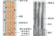 葡萄糖在小肠粘膜上皮的转运方式（肠上皮细胞吸收葡萄糖的方式解析）