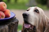 狗能吃桃子吗（狗最怕三种蔬菜）
