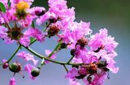 紫薇树的种植方法和注意事项（紫薇树苗几月移栽最好）
