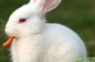 兔子吃红萝卜好吗（红萝卜能直接给兔子吃吗）