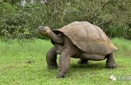 这个世界上最大的龟有多大（全世界十大体型最大的龟）