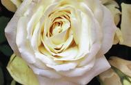 白玫瑰花语简单（白玫瑰花语及图片）