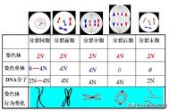 dna是在染色单体还是在染色体（染色体和dna基因三者的关系）