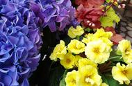 春天开的花有哪些分别是什么颜色（春天有哪些花分别是什么颜色）