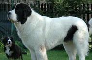 黑白花的狗有哪些品种（农村黑白花的狗是什么品种）