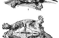 北美拟鳄龟怎么养长得快（北美鳄龟怎么养出野性）