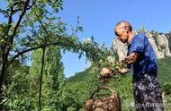 林地确权后能不能种花椒树（基本农田可以栽花椒树吗）