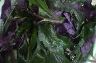 紫贝菜的做法与功效（紫贝菜的用途和益处）
