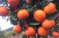 橘子该怎么种才能种得又大又甜（橘子怎么种才能满树橘子）