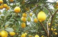 柠檬种植的气候条件（柠檬种植成本和利润）