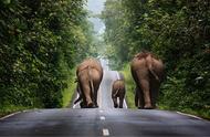 大象迁徙是怎么辨别方向的（大象怎么知道要哪个方向迁徙）