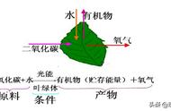 叶绿体立体结构示意图（叶绿体的基本结构图解）