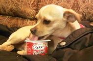 狗狗能吃酸奶吗有什么好处（狗狗喝酸奶好处和坏处）