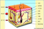 人体皮肤细胞有哪些（皮肤底层有哪些细胞）