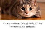 半夜猫看自己什么征兆（猫突然盯着人看是什么征兆）