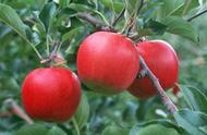 苹果里面的种子可以种出苹果树吗（苹果种子能种出来苹果树吗）