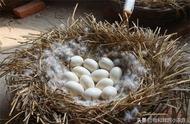 大三花鹅一年能下多少蛋（三花鹅几个月开始产蛋）