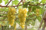 抗寒30度40度葡萄品种（十大抗寒葡萄）