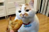 猫吃水煮鸡胸肉好吗（水煮鸡胸肉给猫吃一般煮几分钟）