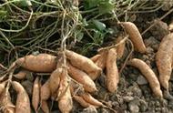 红薯藤怎么留到第二年栽种（红薯藤如何保存到第二年种植）