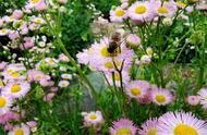 10月份蜜蜂花的品种（最适合养蜜蜂的花）