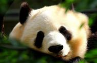 熊猫为什么吃12个小时的竹子（为什么熊猫要吃那么多的竹子）