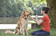 训犬二十种方法（训犬的十种方法）