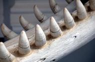 蜗牛的牙齿放大1000倍（蜗牛牙齿放大1000倍）